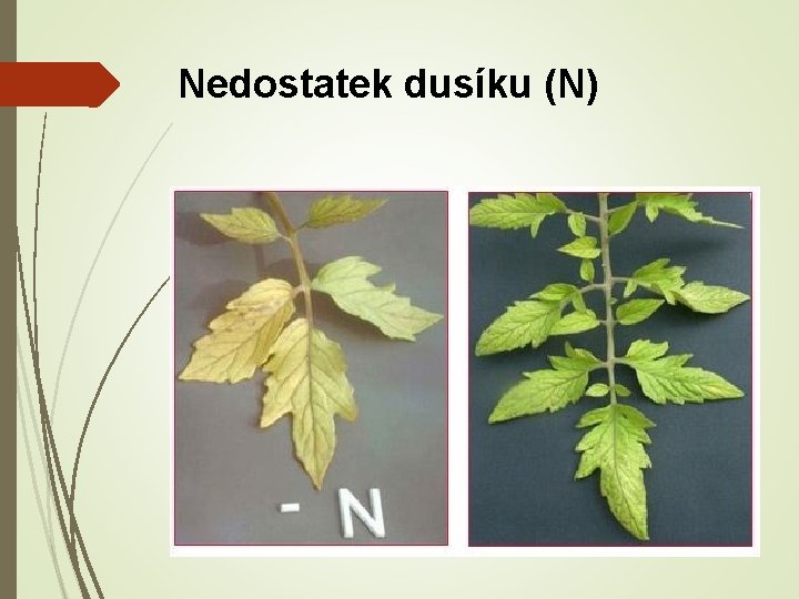 Nedostatek dusíku (N) 