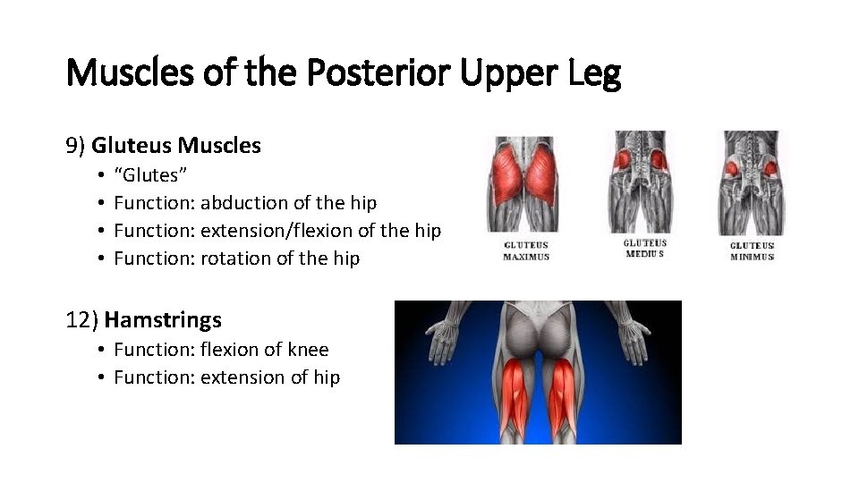 Muscles of the Posterior Upper Leg 9) Gluteus Muscles • • “Glutes” Function: abduction