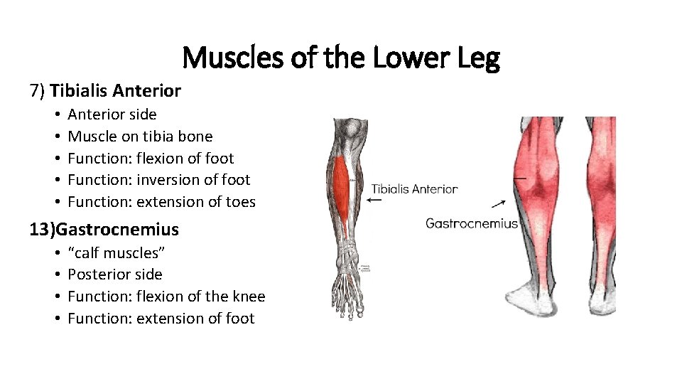 Muscles of the Lower Leg 7) Tibialis Anterior • • • Anterior side Muscle