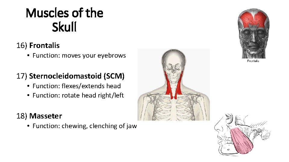 Muscles of the Skull 16) Frontalis • Function: moves your eyebrows 17) Sternocleidomastoid (SCM)