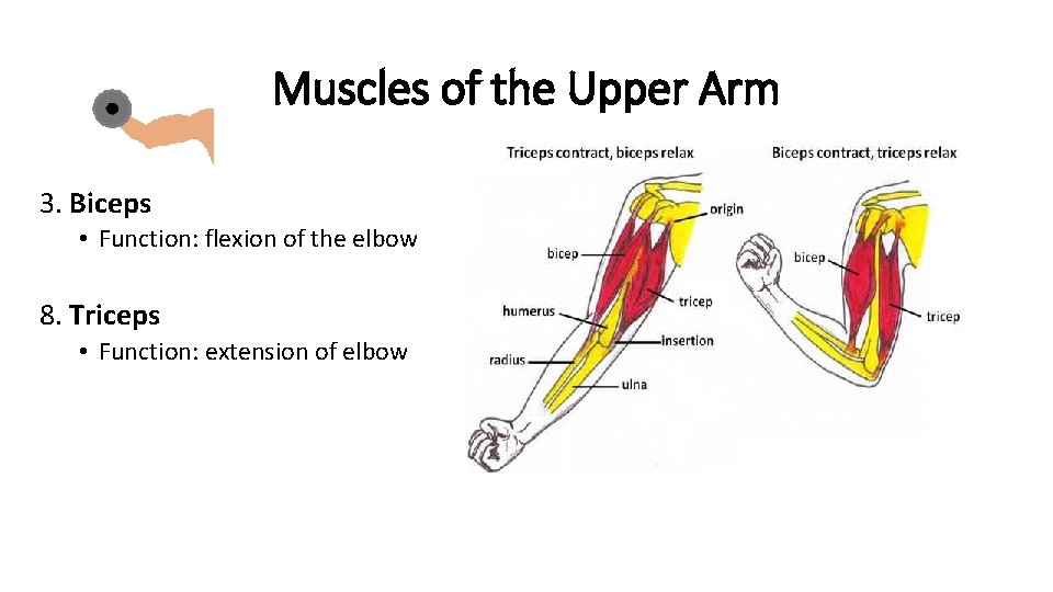 Muscles of the Upper Arm 3. Biceps • Function: flexion of the elbow 8.