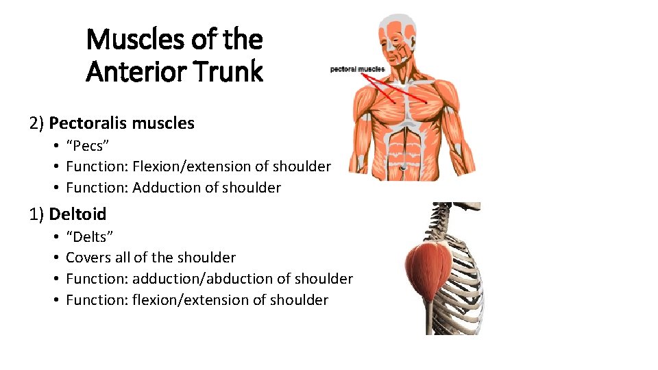 Muscles of the Anterior Trunk 2) Pectoralis muscles • “Pecs” • Function: Flexion/extension of