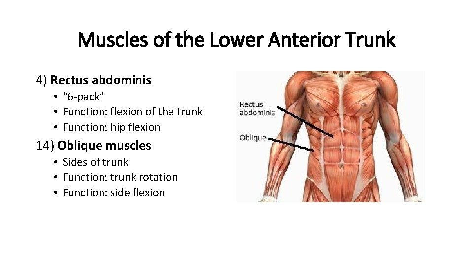 Muscles of the Lower Anterior Trunk 4) Rectus abdominis • “ 6 -pack” •