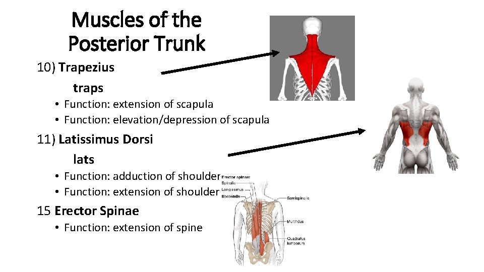Muscles of the Posterior Trunk 10) Trapezius traps • Function: extension of scapula •