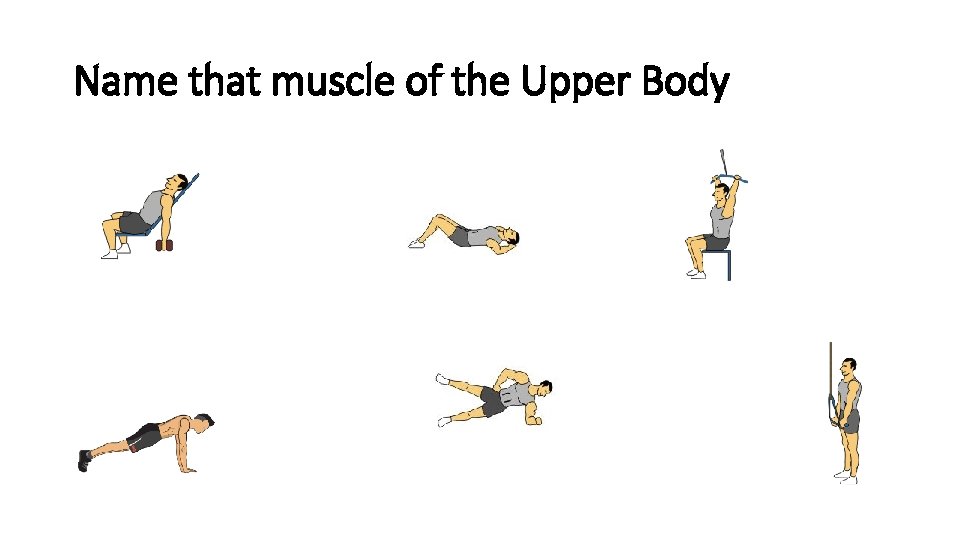 Name that muscle of the Upper Body 
