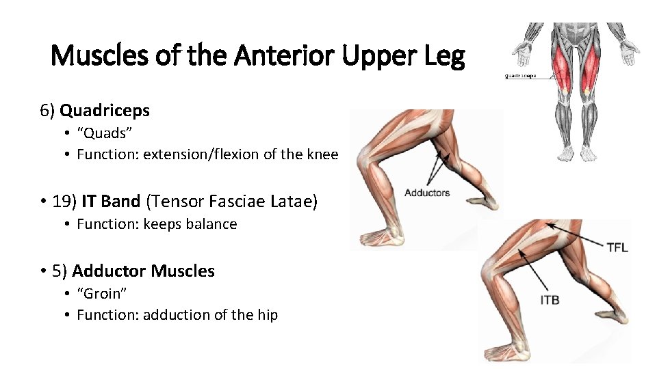 Muscles of the Anterior Upper Leg 6) Quadriceps • “Quads” • Function: extension/flexion of