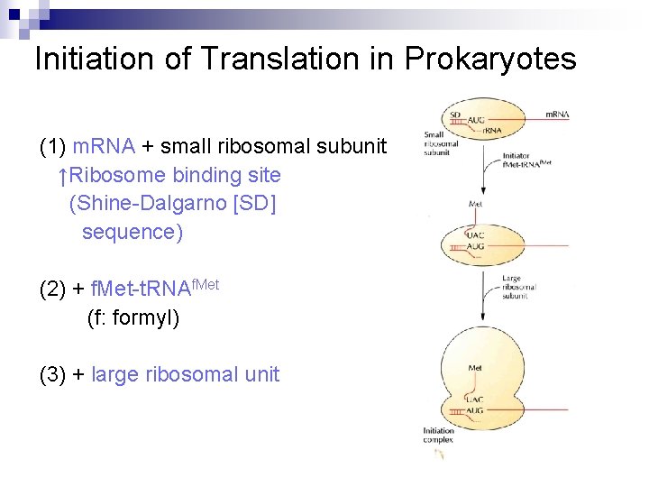Initiation of Translation in Prokaryotes (1) m. RNA + small ribosomal subunit ↑Ribosome binding