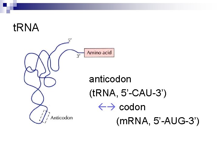 t. RNA anticodon (t. RNA, 5’-CAU-3’) codon (m. RNA, 5’-AUG-3’) 