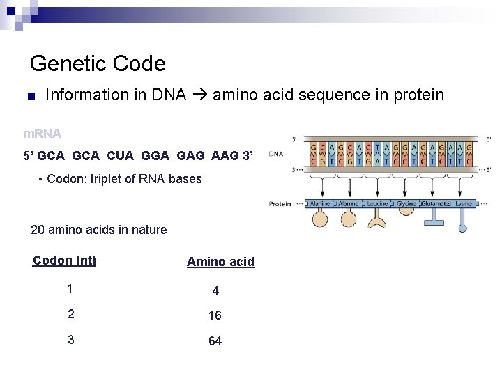 Genetic Code n Information in DNA amino acid sequence in protein m. RNA 5’