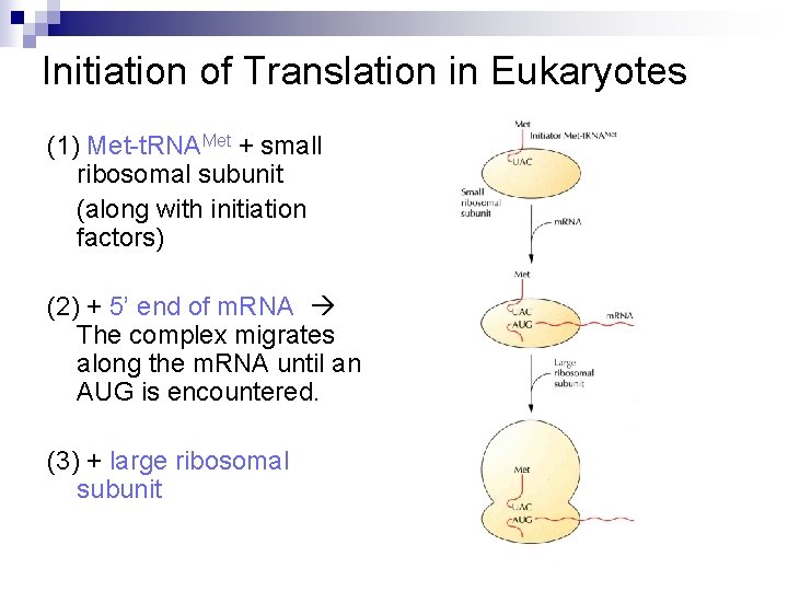 Initiation of Translation in Eukaryotes (1) Met-t. RNAMet + small ribosomal subunit (along with