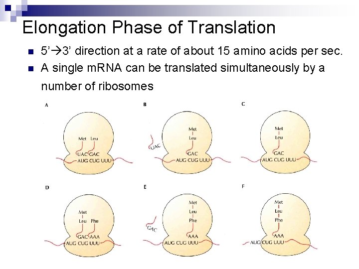 Elongation Phase of Translation n n 5’ 3’ direction at a rate of about