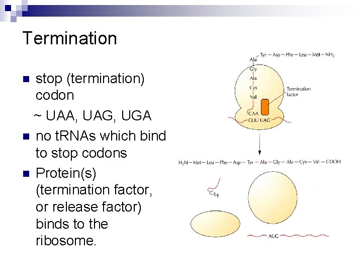 Termination stop (termination) codon ~ UAA, UAG, UGA n no t. RNAs which bind