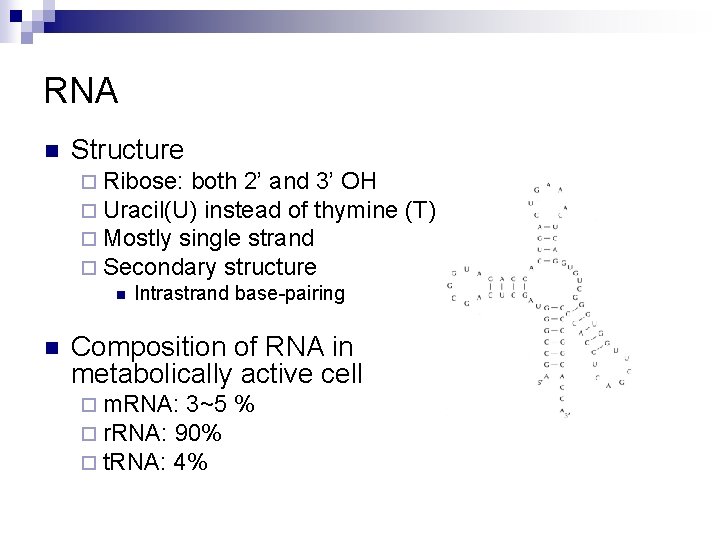 RNA n Structure ¨ Ribose: both 2’ and 3’ OH ¨ Uracil(U) instead of