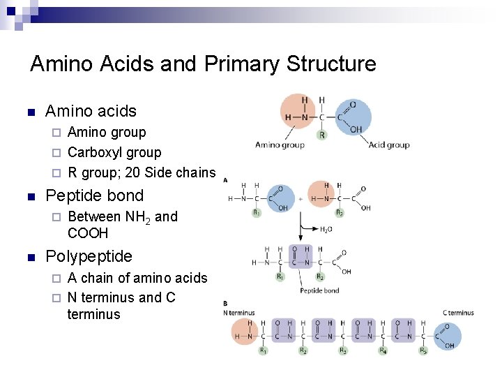 Amino Acids and Primary Structure n Amino acids Amino group ¨ Carboxyl group ¨