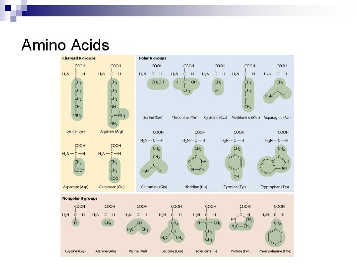 Amino Acids 