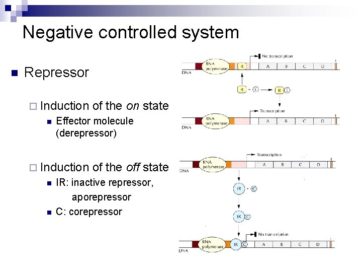 Negative controlled system n Repressor ¨ Induction n Effector molecule (derepressor) ¨ Induction n