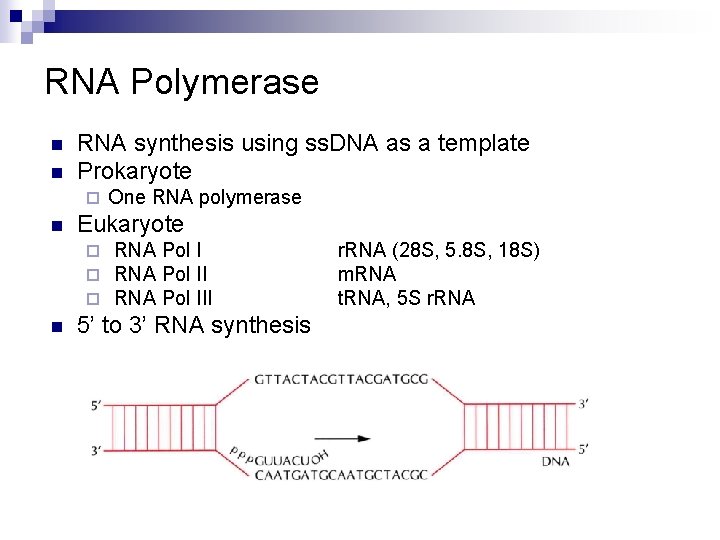 RNA Polymerase n n RNA synthesis using ss. DNA as a template Prokaryote ¨