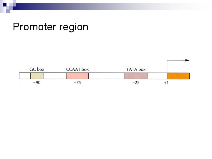 Promoter region 