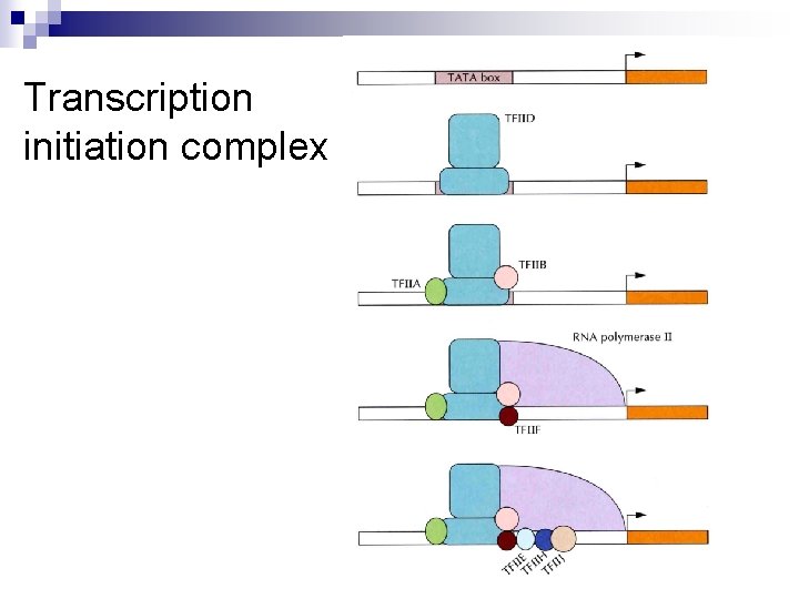 Transcription initiation complex 