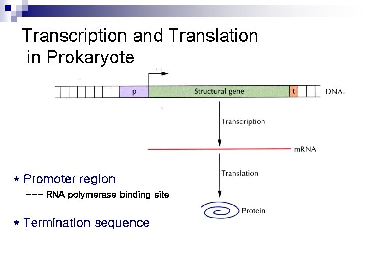 Transcription and Translation in Prokaryote * Promoter region --- RNA polymerase binding site *
