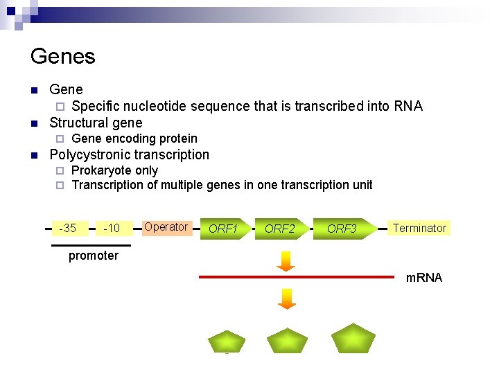 Genes n n Gene ¨ Specific nucleotide sequence that is transcribed into RNA Structural