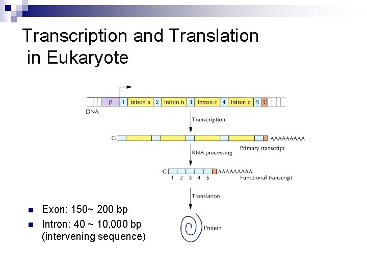 Transcription and Translation in Eukaryote n n Exon: 150~ 200 bp Intron: 40 ~