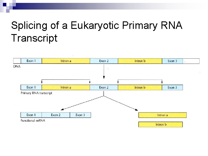 Splicing of a Eukaryotic Primary RNA Transcript 