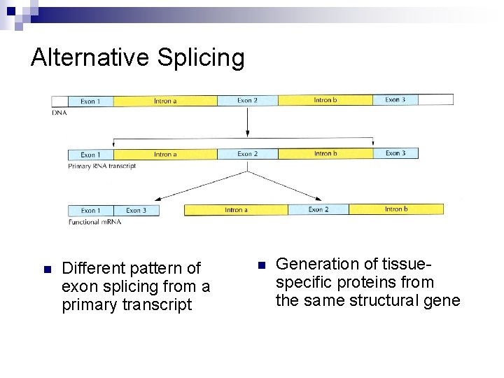 Alternative Splicing n Different pattern of exon splicing from a primary transcript n Generation