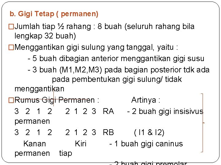 b. Gigi Tetap ( permanen) �Jumlah tiap ½ rahang : 8 buah (seluruh rahang