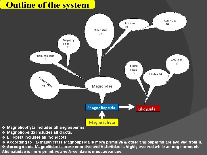 Outline of the system Dilleniidae 14 Asteriidae 10 Rosiidae 19 Caryophy liidae 3 Ranunculiidae