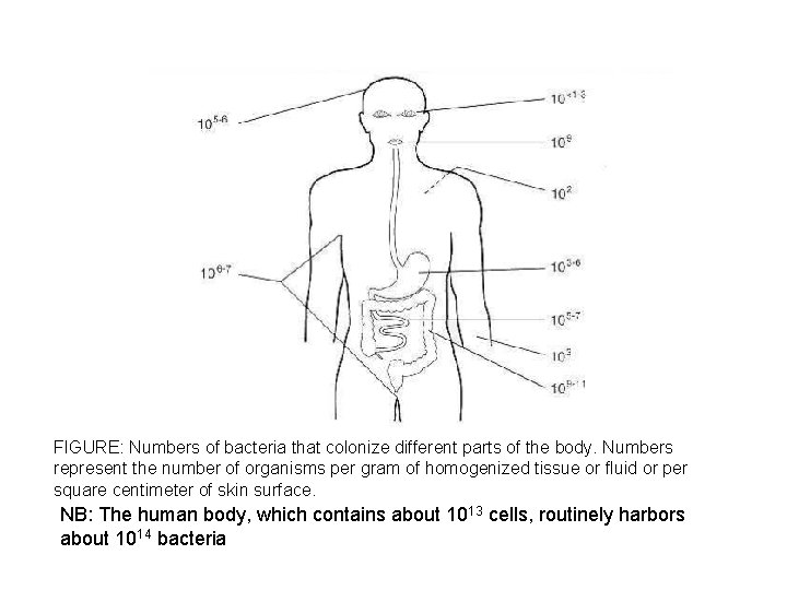 FIGURE: Numbers of bacteria that colonize different parts of the body. Numbers represent the