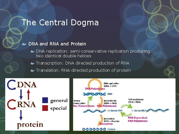 The Central Dogma DNA and RNA and Protein DNA replication: semi-conservative replication producing two