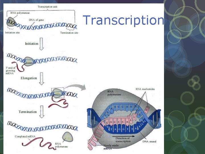Transcription 