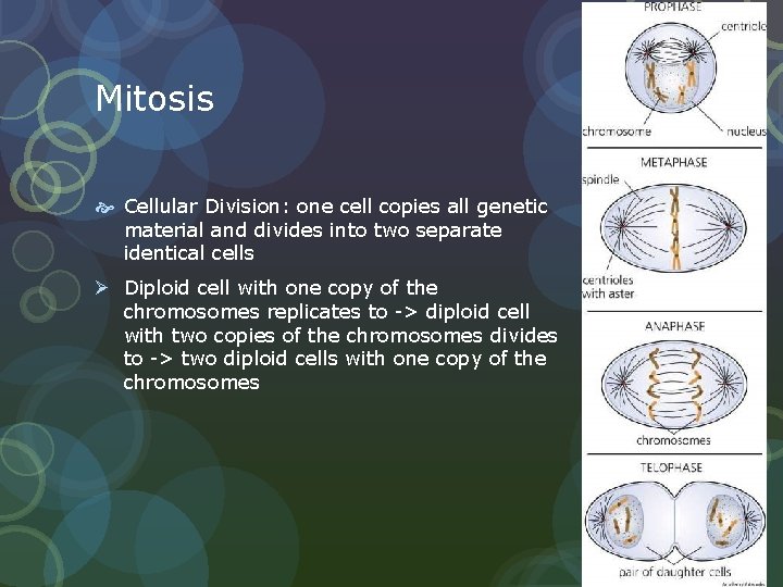 Mitosis Cellular Division: one cell copies all genetic material and divides into two separate