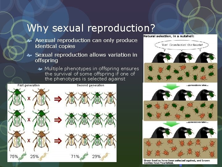 Why sexual reproduction? Asexual reproduction can only produce identical copies Sexual reproduction allows variation