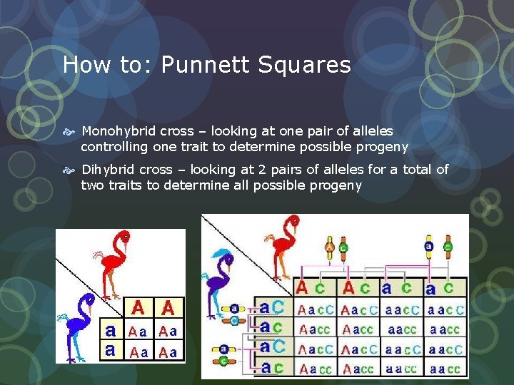 How to: Punnett Squares Monohybrid cross – looking at one pair of alleles controlling