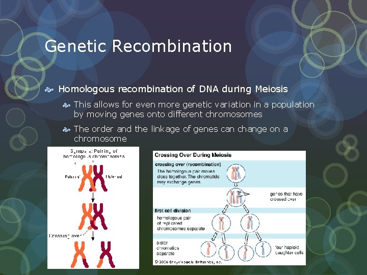 Genetic Recombination Homologous recombination of DNA during Meiosis This allows for even more genetic