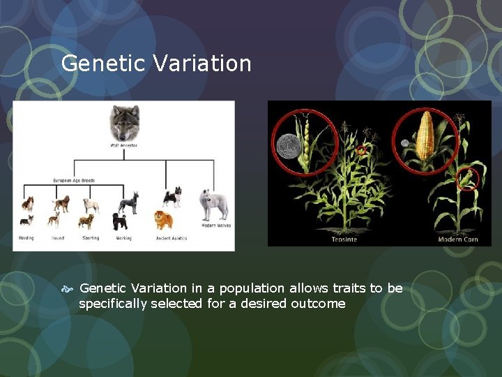Genetic Variation in a population allows traits to be specifically selected for a desired