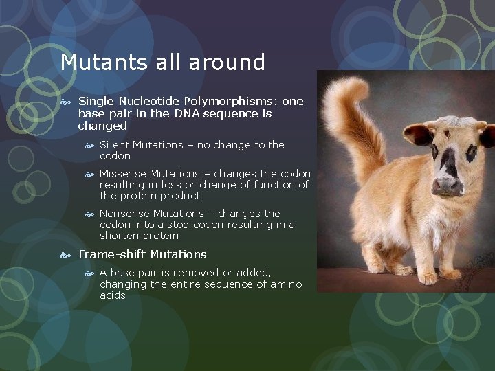 Mutants all around Single Nucleotide Polymorphisms: one base pair in the DNA sequence is