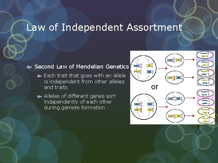 Law of Independent Assortment Second Law of Mendelian Genetics Each trait that goes with