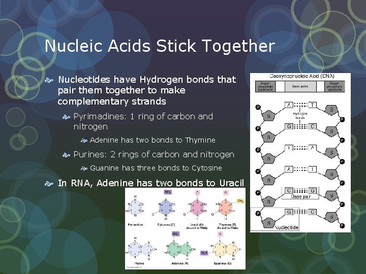 Nucleic Acids Stick Together Nucleotides have Hydrogen bonds that pair them together to make