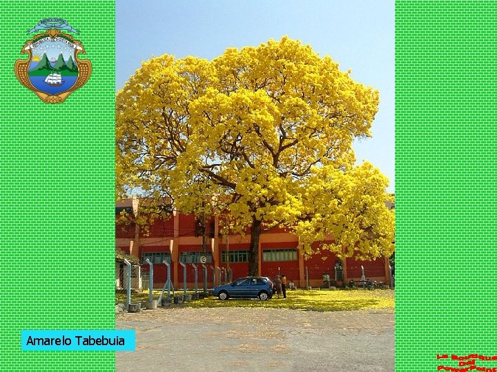 Amarelo Tabebuia 