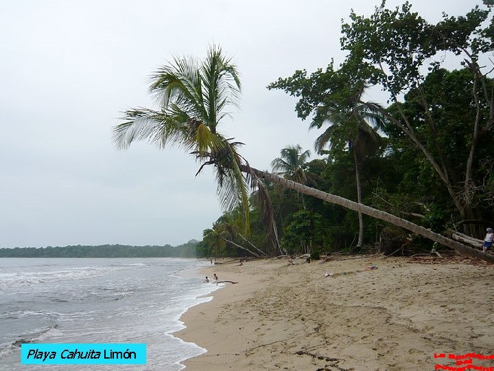 Playa Cahuita Limón 