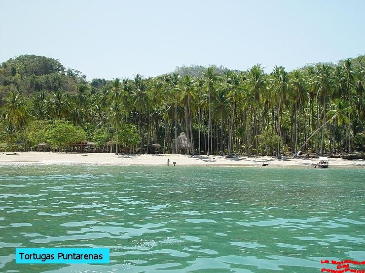 Tortugas Puntarenas 