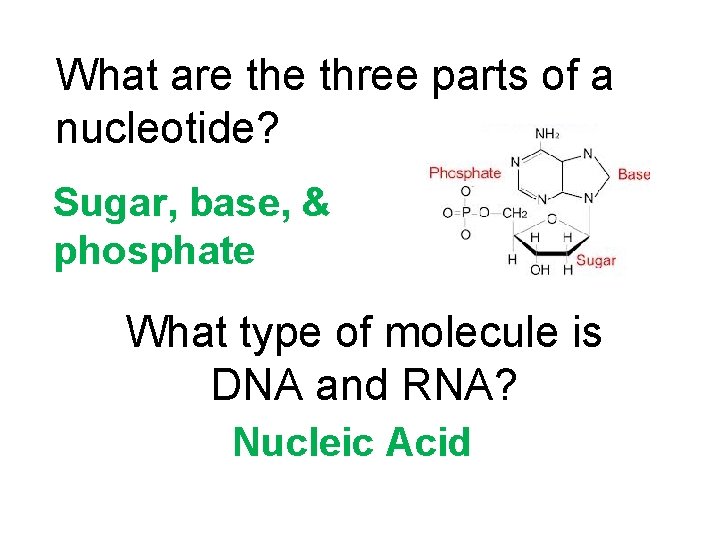 What are three parts of a nucleotide? Sugar, base, & phosphate What type of