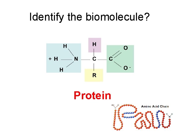 Identify the biomolecule? Protein 
