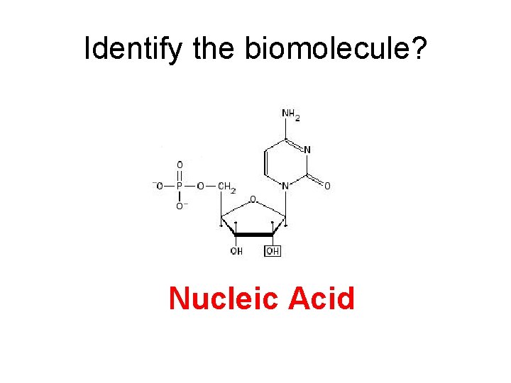 Identify the biomolecule? Nucleic Acid 