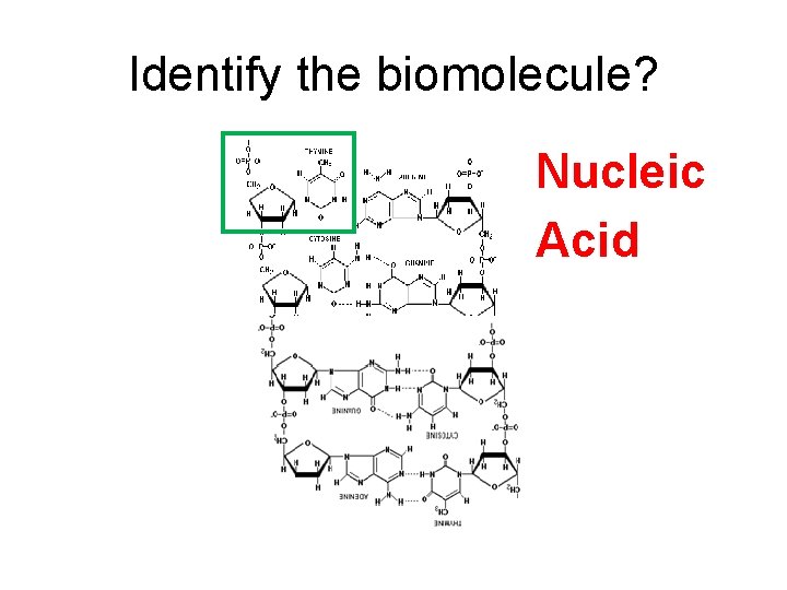 Identify the biomolecule? Nucleic Acid 