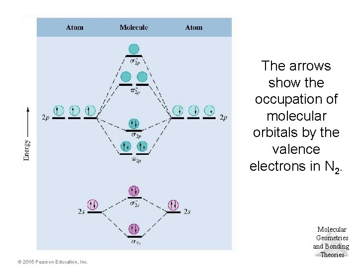 The arrows show the occupation of molecular orbitals by the valence electrons in N