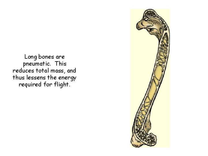 Long bones are pneumatic. This reduces total mass, and thus lessens the energy required